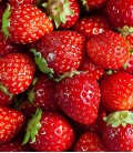 Strawberries, Minigarden Seeds