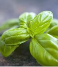 Basil, Minigarden Organic Seeds
